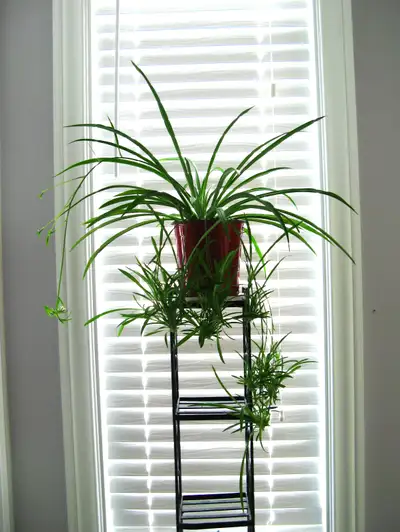 spider plant, View more