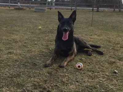 Dog Training Service, View more