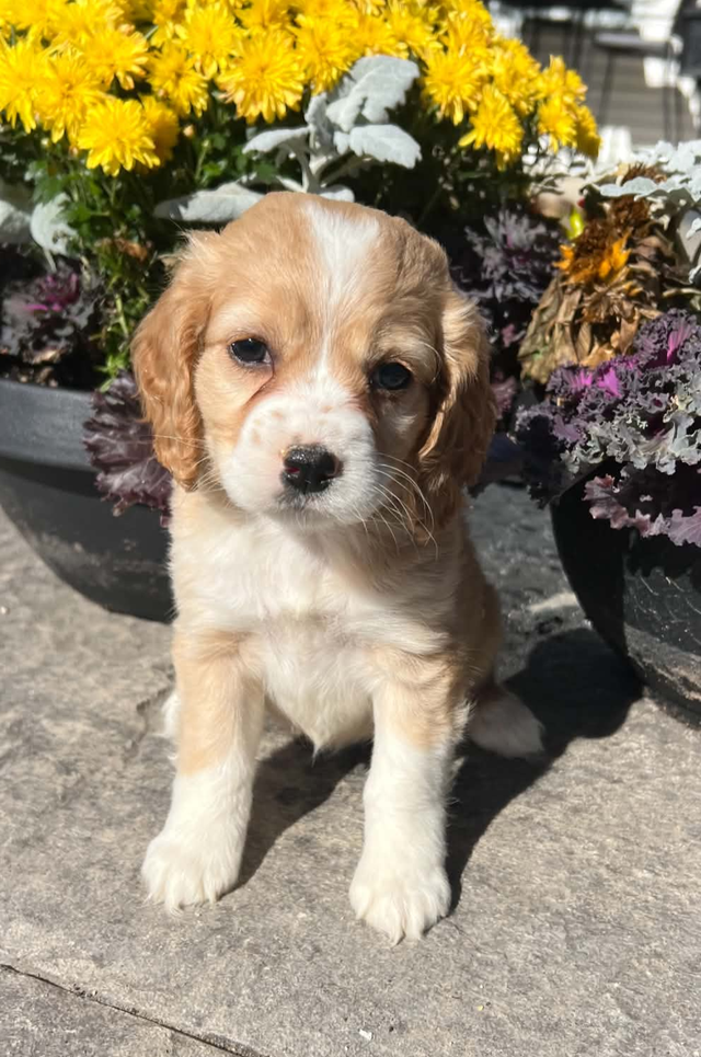 Cockapoo puppies | Dogs & Puppies for Rehoming | Barrie | Free local ...