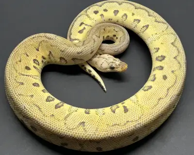 Super Pastel Clown HET Ultramel ready for new stomping grounds! Feeds well on F/T Rats.