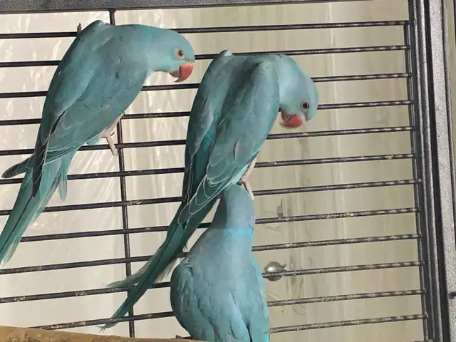 Indian Ringnecks in Birds for Rehoming in Delta/Surrey/Langley - Image 3
