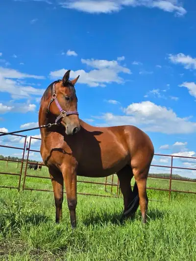 Registered 2yr old Iberian Warmblood Filly, View more