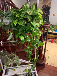 FOR SALE : Pothos Hawaiian Hi-Colour in a 8” hanging basket.