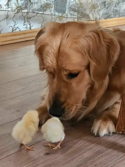 Golden Retriever, View more