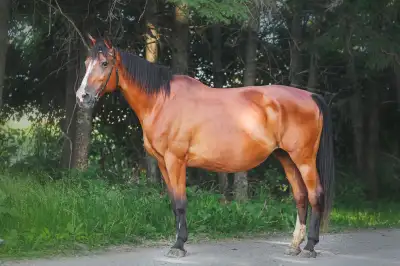 Warmblood Mare, View more