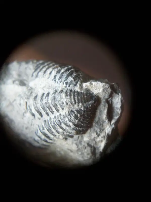 FLEXICALYMENE TRILOBITE in Arts & Collectibles in Oshawa / Durham Region - Image 4