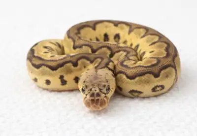 striking pastel clown python + entire set up, View more