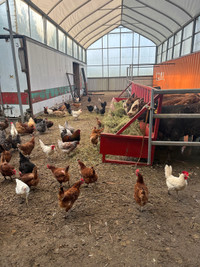 Looking for older laying hens! 