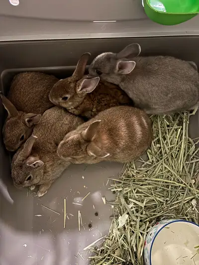 Have 3 brown bunnies left grey and curly bunny are sold so 3 brown ones left if not sold by Wenesday...