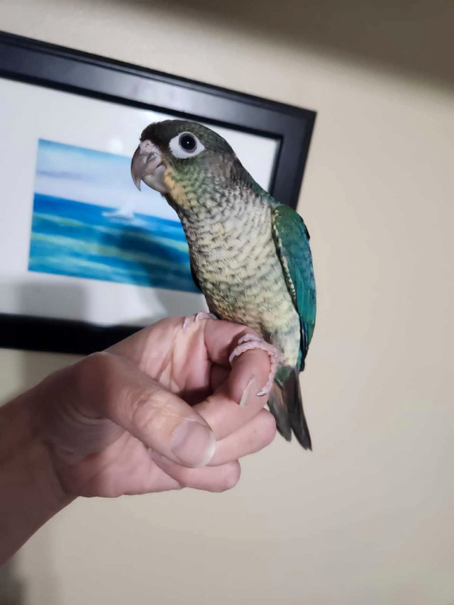 Hand-Tame Green Cheek Conure Babies in Birds for Rehoming in Saskatoon - Image 3