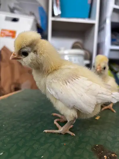 Day Old Polish Chicks, View more