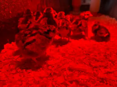 I have a mix of pure silver laced and gold laced mixed Wyandotte chicks. They hatched March 26. $12...