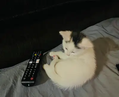 3 cute kittens for sale $300 each, View more
