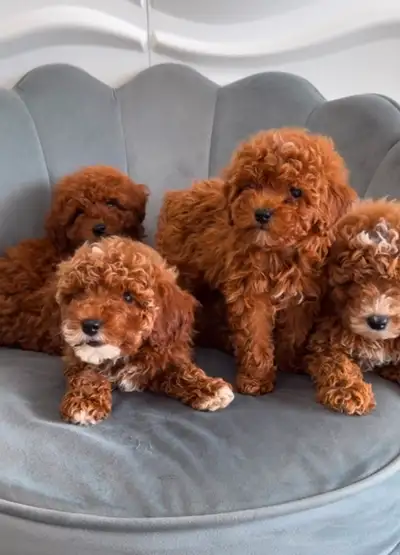 Puppies looking for furever homes!, View more