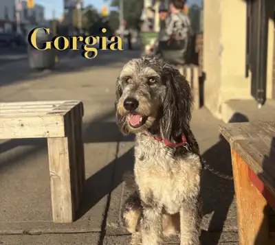 TAKING RESERVATION Bordoodle Puppies, View more