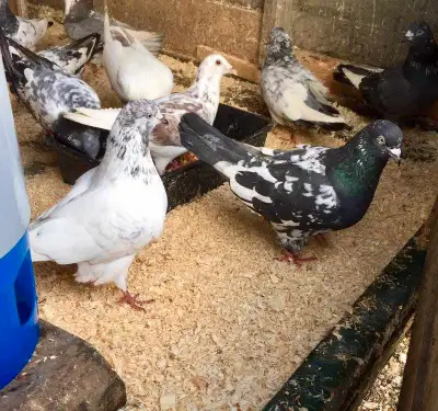 Tippler Pakistan pigeons, View more