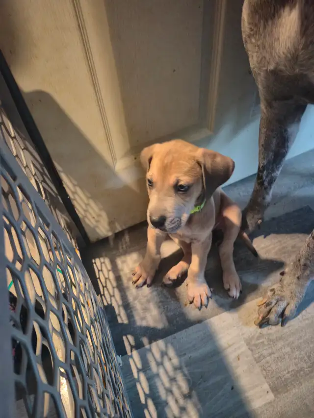 Great Dane Puppies in Dogs & Puppies for Rehoming in Sudbury - Image 15