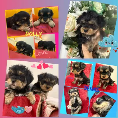 2 Yorkie/Biewer Pups Valentine Special, View more