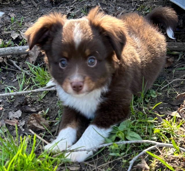 Toy Australian Shepherd Puppy in Dogs & Puppies for Rehoming in Oshawa / Durham Region - Image 3