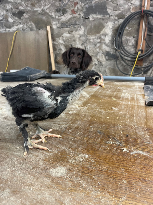 Black Copper Maran Rooster dans Animaux de ferme  à Belleville
