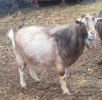 Pygmy and pygmy cross billy goats