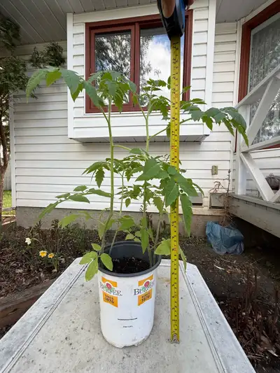 Italian sweet yellow tomato plants 23 inches, View more