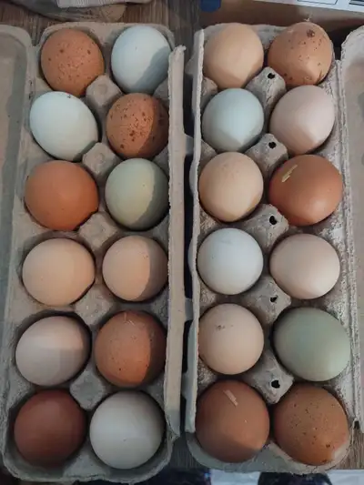 Olive Egger and Easter Egger Hatching Eggs, View more