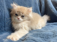 2 British Longhair kittens boy available for adoption.
