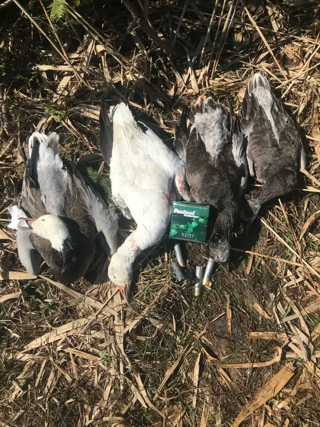 Fall Snow Goose Hunts421186770316175363