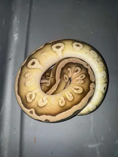 Ball Python, View more