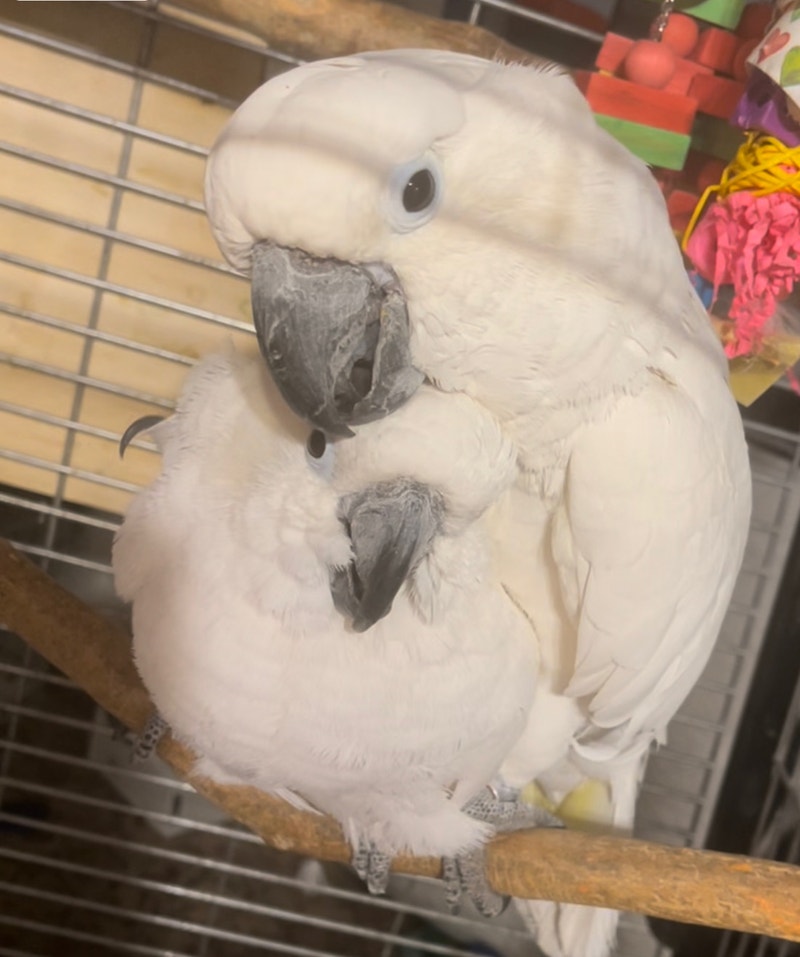 Proven 100 Umbrella cockatoos breeding pair Birds for Rehoming