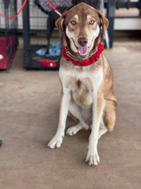 Winnie-1.5yr female husky mix