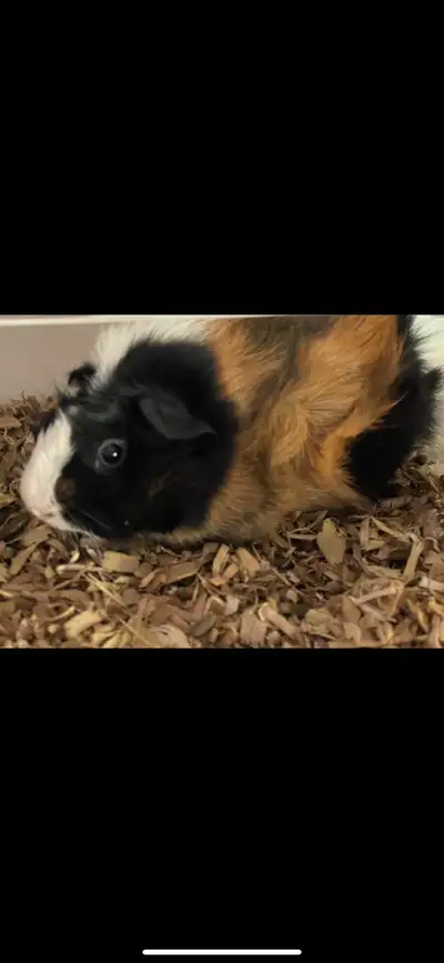 3 male guinea pigs free to good home. 2 adults one baby. need them rehomed asap as am moving and can...