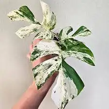tetrasperma variegated 62864746243841121