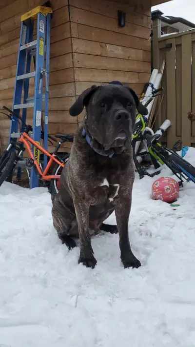 He’s a beautiful boy, he is house trained, crate trained, neutered, and great other female dogs. He...