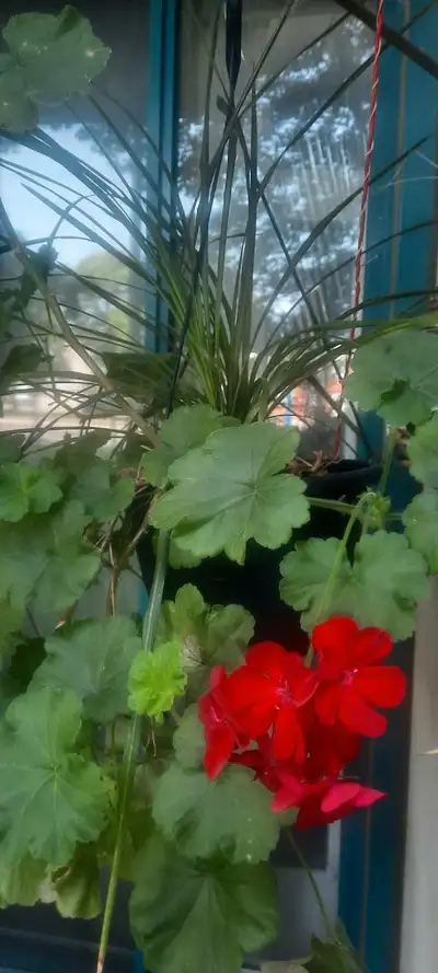 Add a touch of green to your space with these lovely hanging plants! There are two available: a vibr...