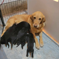 Purebred CKC Registered Black Labs $700