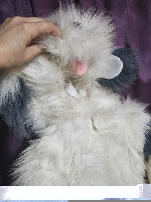 Costume Chien pour enfant 6-7 ans in Costumes in Sherbrooke - Image 3