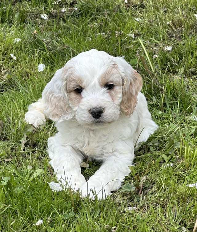Cockapoo Puppies - Ready To Go Home in Dogs & Puppies for Rehoming in Markham / York Region - Image 3