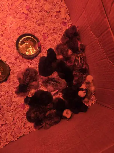 Polish chicks, View more