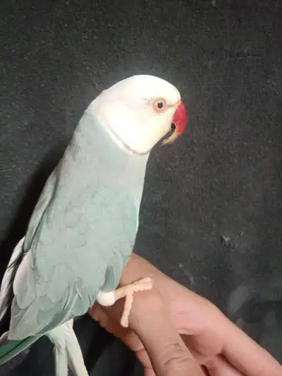 male ringneck, View more