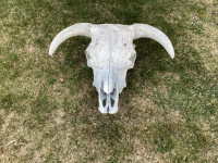 Bull/steer skull