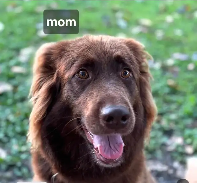 LAB x puppies | Dogs & Puppies for Rehoming | Abbotsford | Free local ...