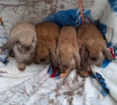 beautiful holland lop bunnies ready to go!, View more