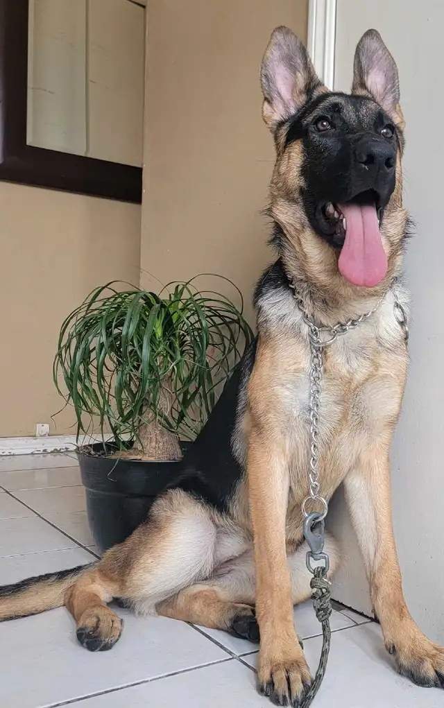 CKC Registered Female German Shepherd in Dogs & Puppies for Rehoming in Hamilton - Image 6