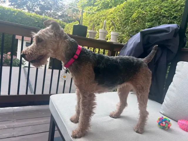 Welsh Terrier-  Female in Dogs & Puppies for Rehoming in Laval / North Shore - Image 5
