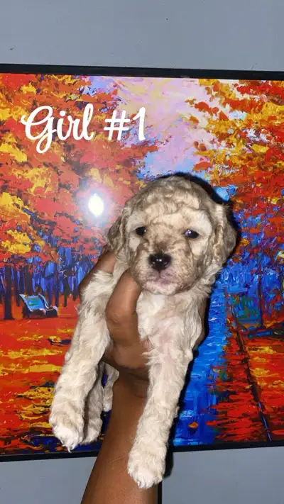 Cockapoo mix puppies (ADOPTED❤️), View more