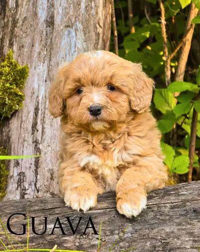 Mini Bernedoodle Puppies, View more