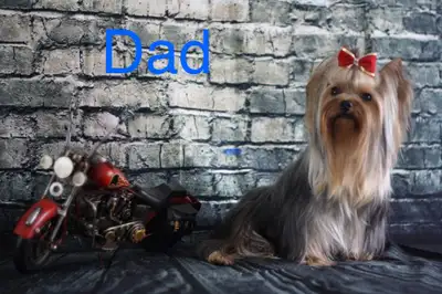 Yorkshire Terrier puppies (male), CKC registered, 2 months old. Trained to training grounds. Father...