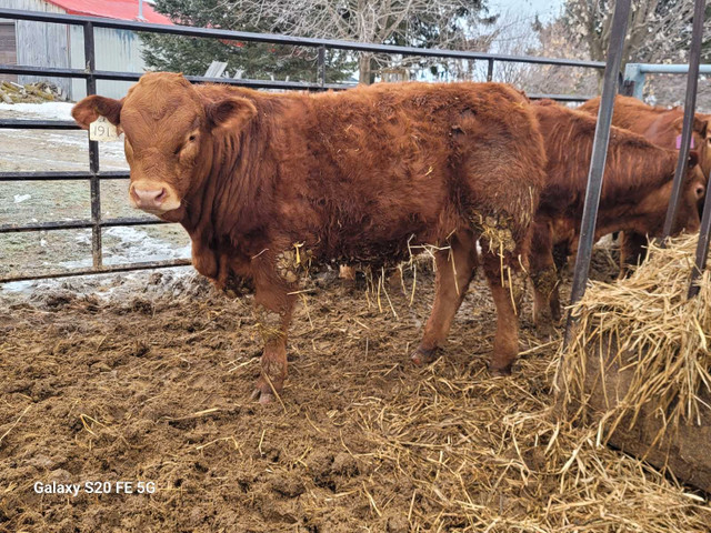 LIMOUSIN YEARLING BULLS in Livestock in Kitchener / Waterloo